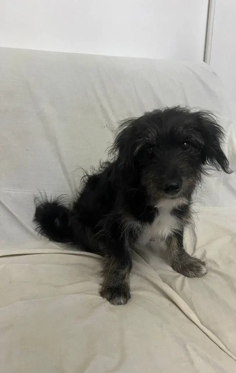 توله سگ|سگ|کرمان, |دیوار