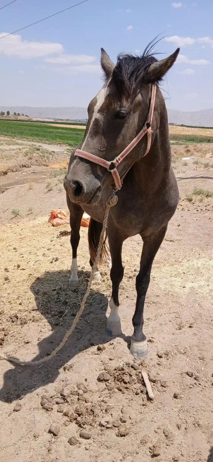کره اسب مادیون|اسب و تجهیزات اسب‌سواری|کنگاور, |دیوار
