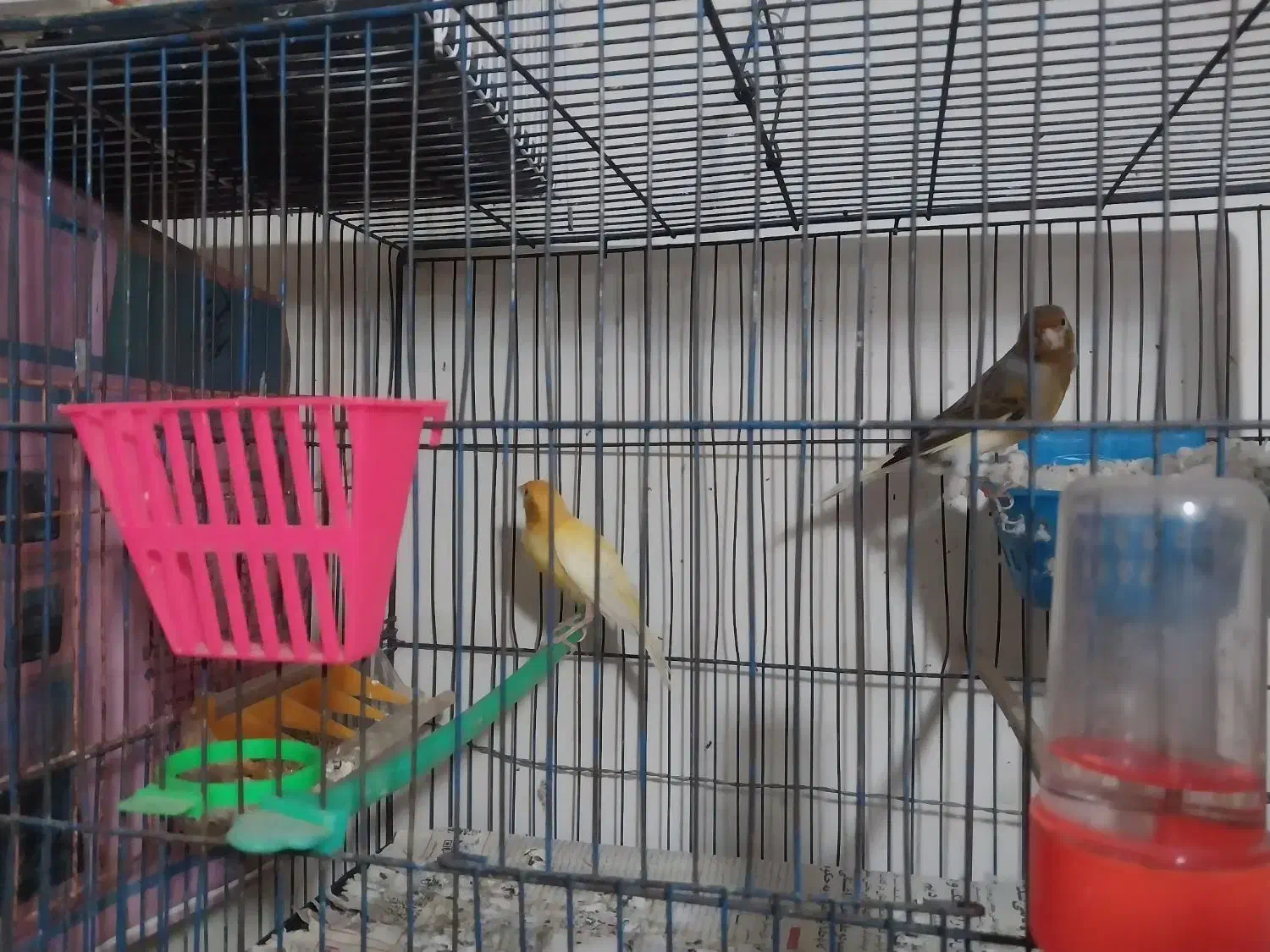 4عدد قناری|پرنده|ساری, |دیوار