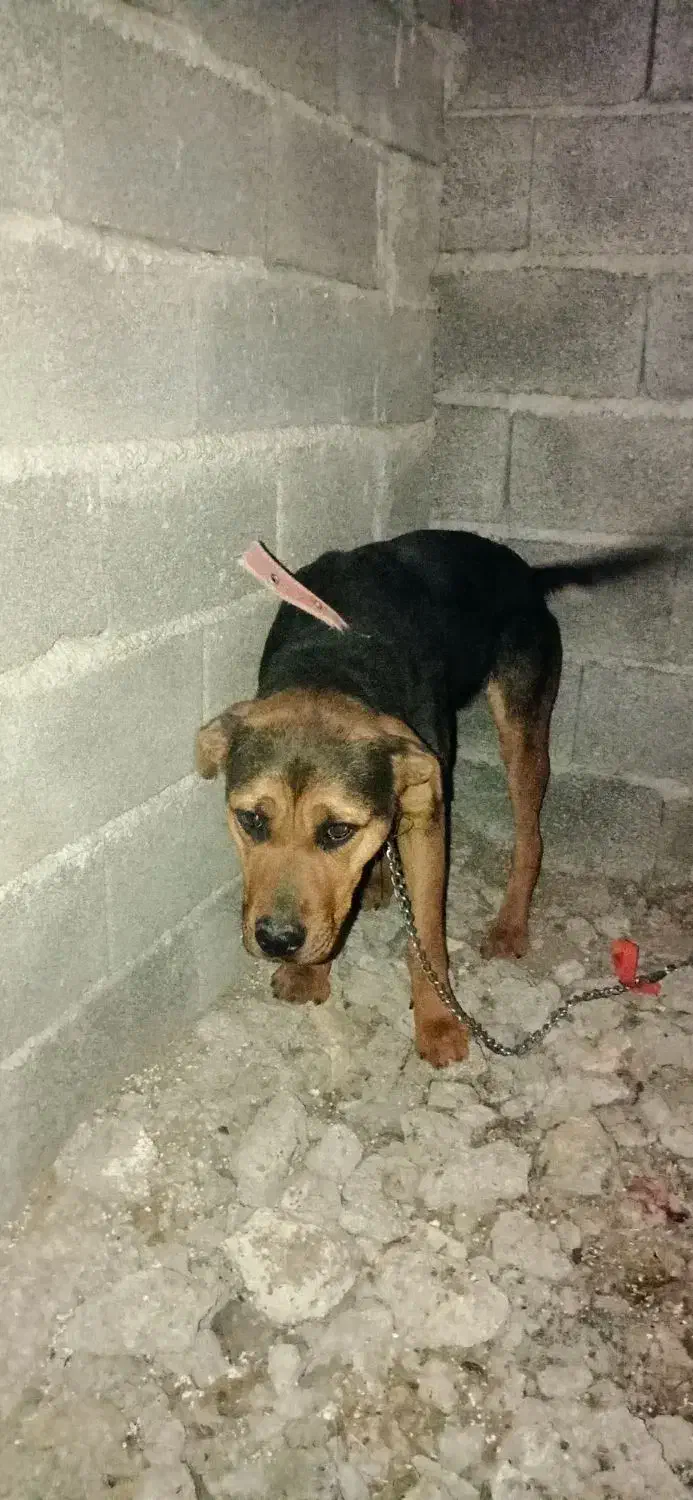 توله سگ روتوایلر نژاد دار ماده ۱۰ ماهه واکسن زده|سگ|خوش‌رودپی, |دیوار