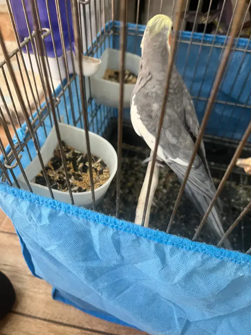 طوطی عروس بالغ نر|پرنده|نظرآباد, نظرآباد|دیوار