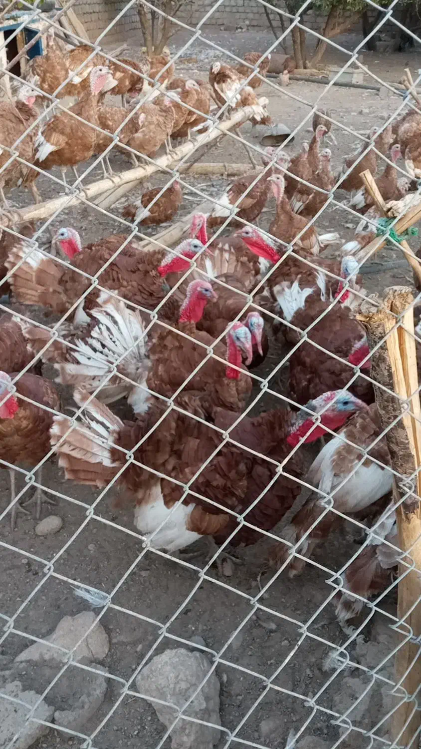 بوقلمون بوربون محلی|حیوانات مزرعه|شاهین دژ, |دیوار