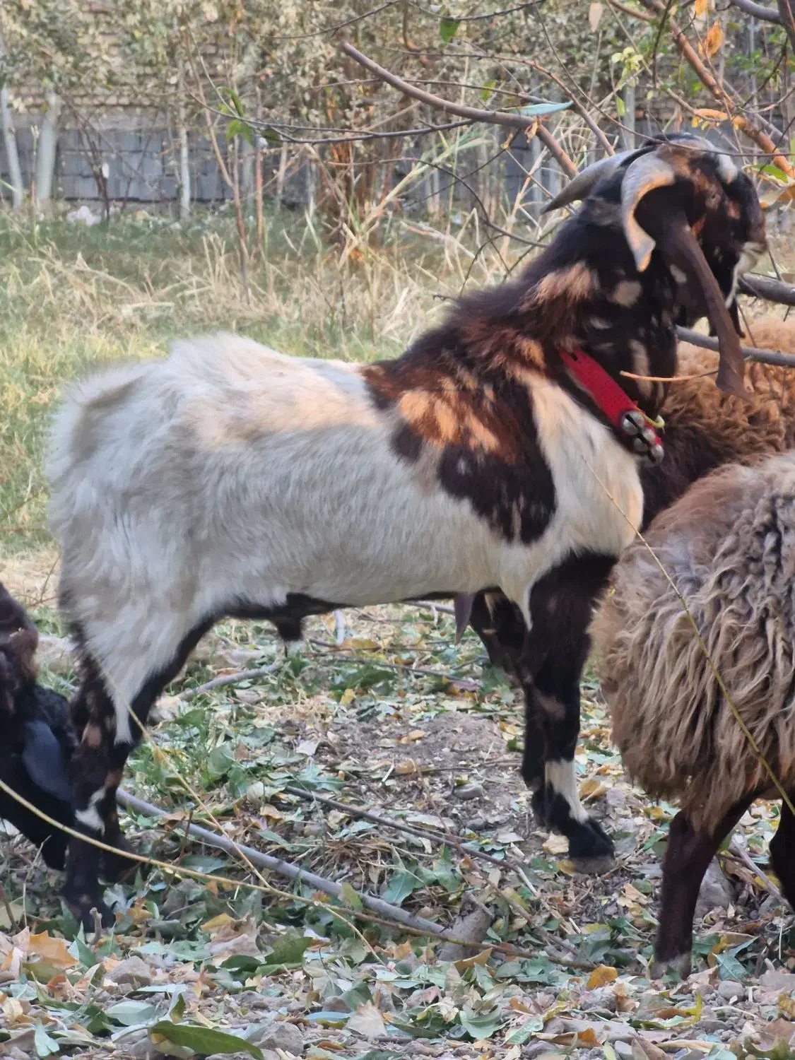 نربز و بز ابستن|حیوانات مزرعه|خاوران, |دیوار