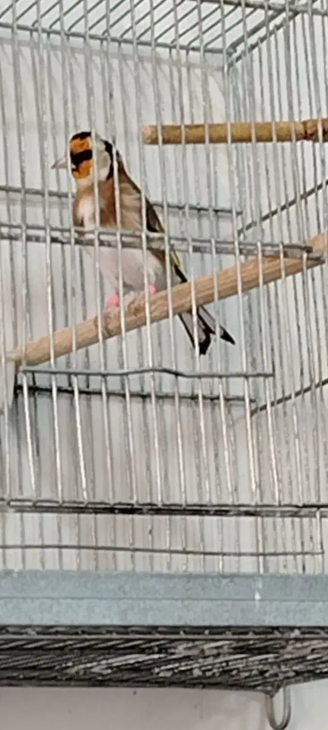 سهره لر خوان جاویدار. رحمتی|پرنده|تهران, سعیدآباد|دیوار