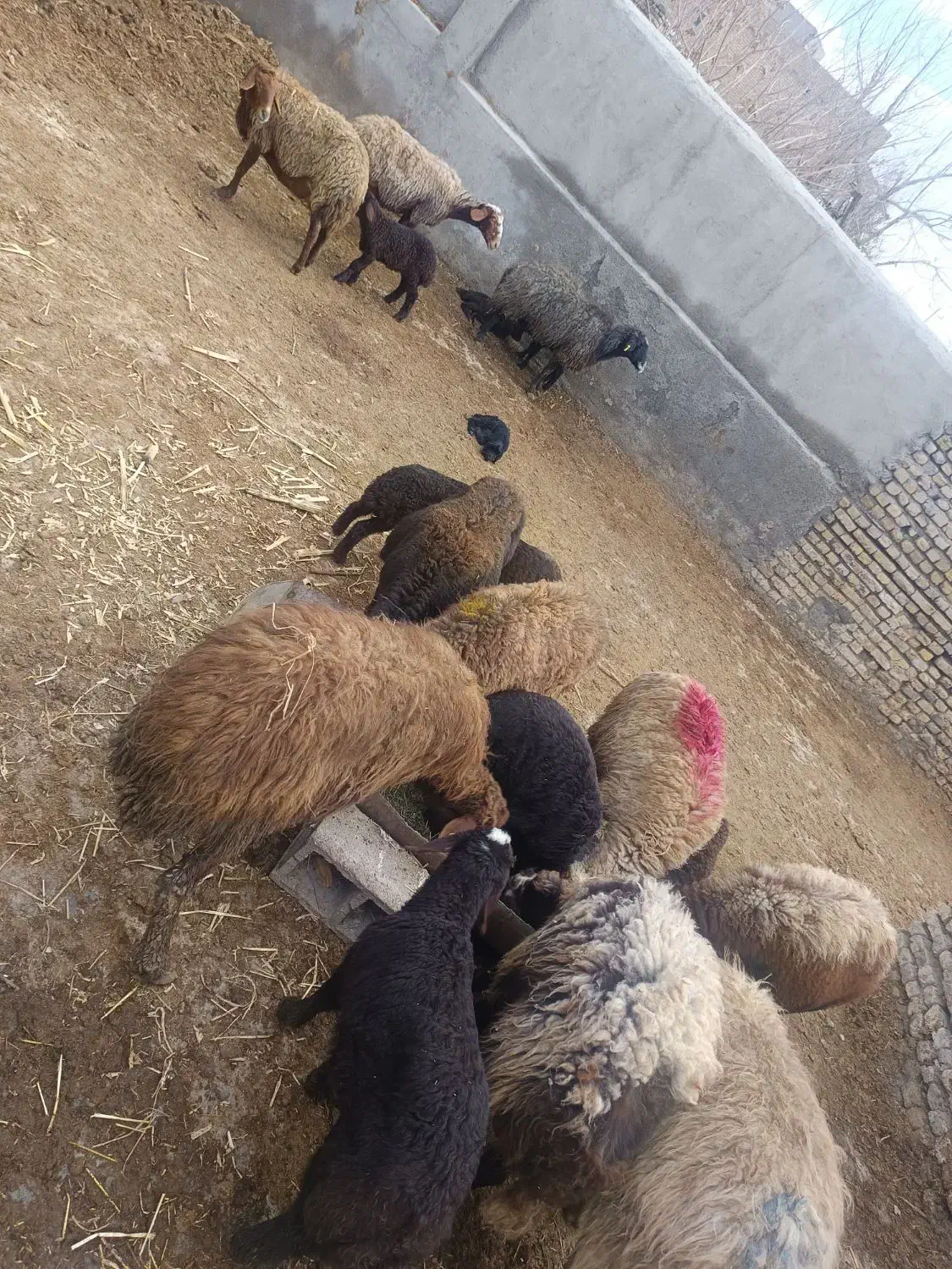 میش بره|حیوانات مزرعه|مشهد, کلاته برفی|دیوار