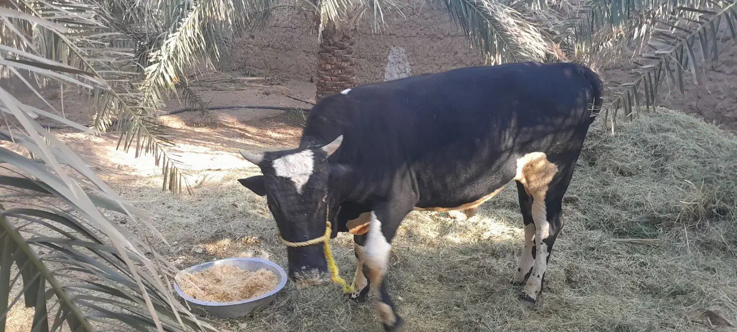 یک عددگاونربرافروش|حیوانات مزرعه|فهرج, |دیوار