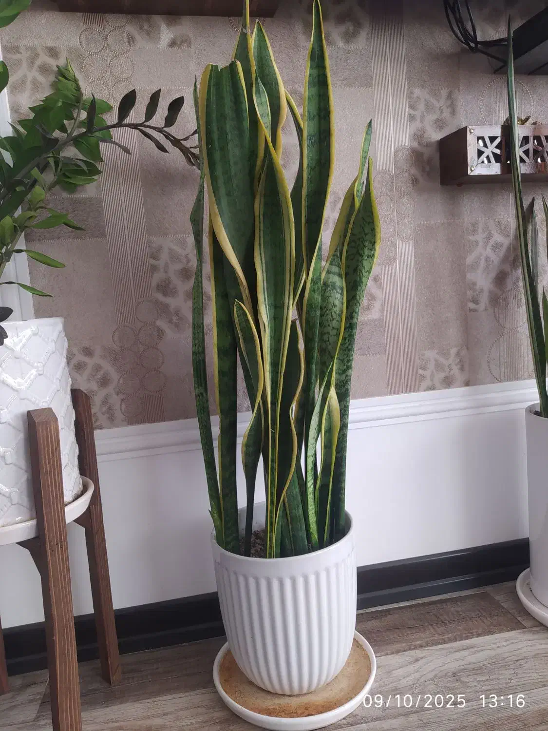 سانسوریا و زاموفیلیا|گل و گیاه طبیعی|قم, امامزاده ابراهیم|دیوار