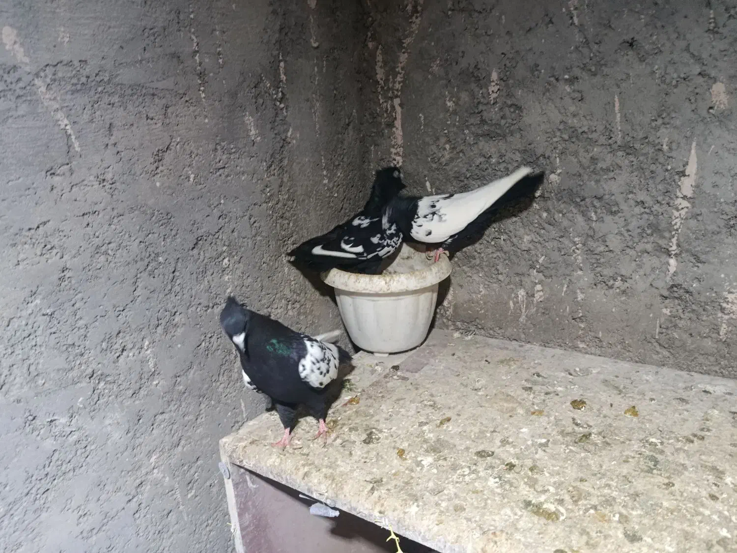 جفت گاه|پرنده|چناران, |دیوار