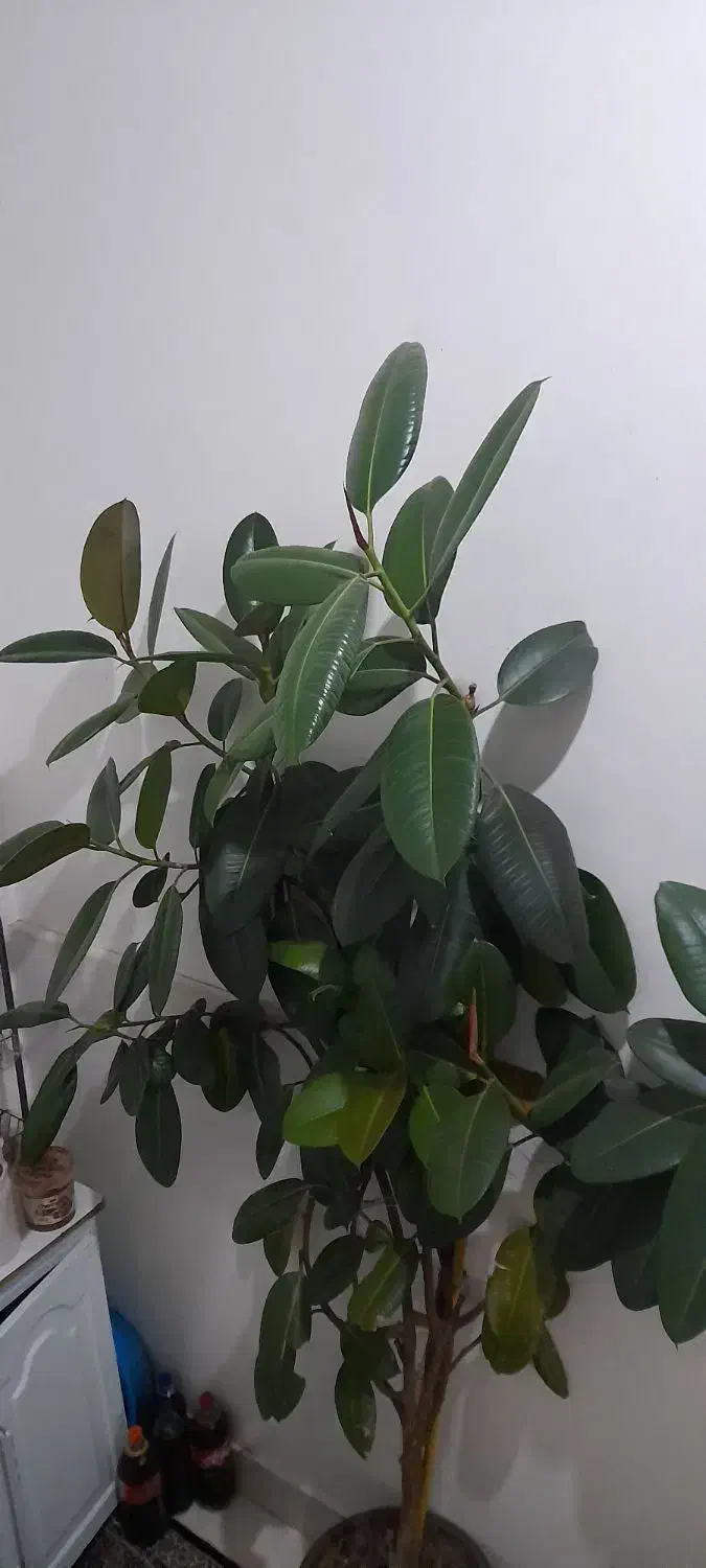 فروش گل فیکوس|گل و گیاه طبیعی|ارومیه, |دیوار