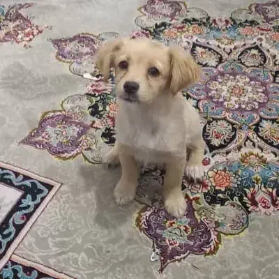 واگذاری سگ سه ماهه|سگ|یزد, |دیوار