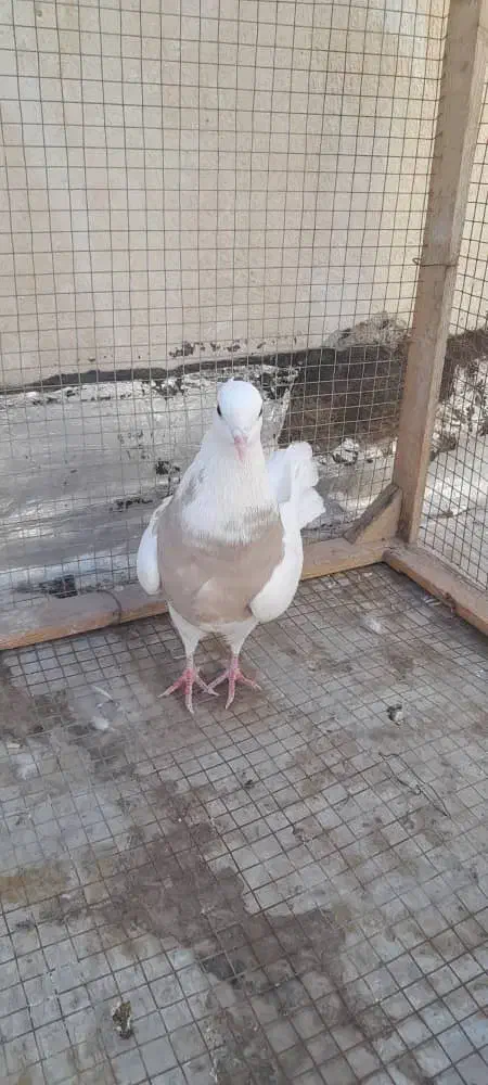 ماده طوقی|پرنده|شاهین‌شهر, عطار|دیوار