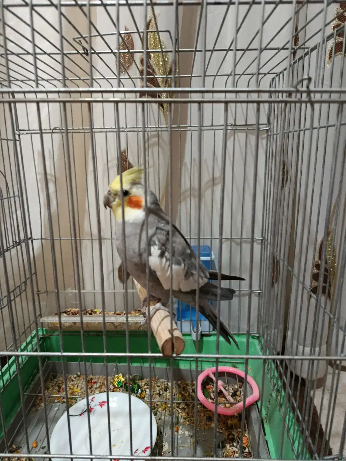 عروس هلندی|پرنده|ایوان, |دیوار