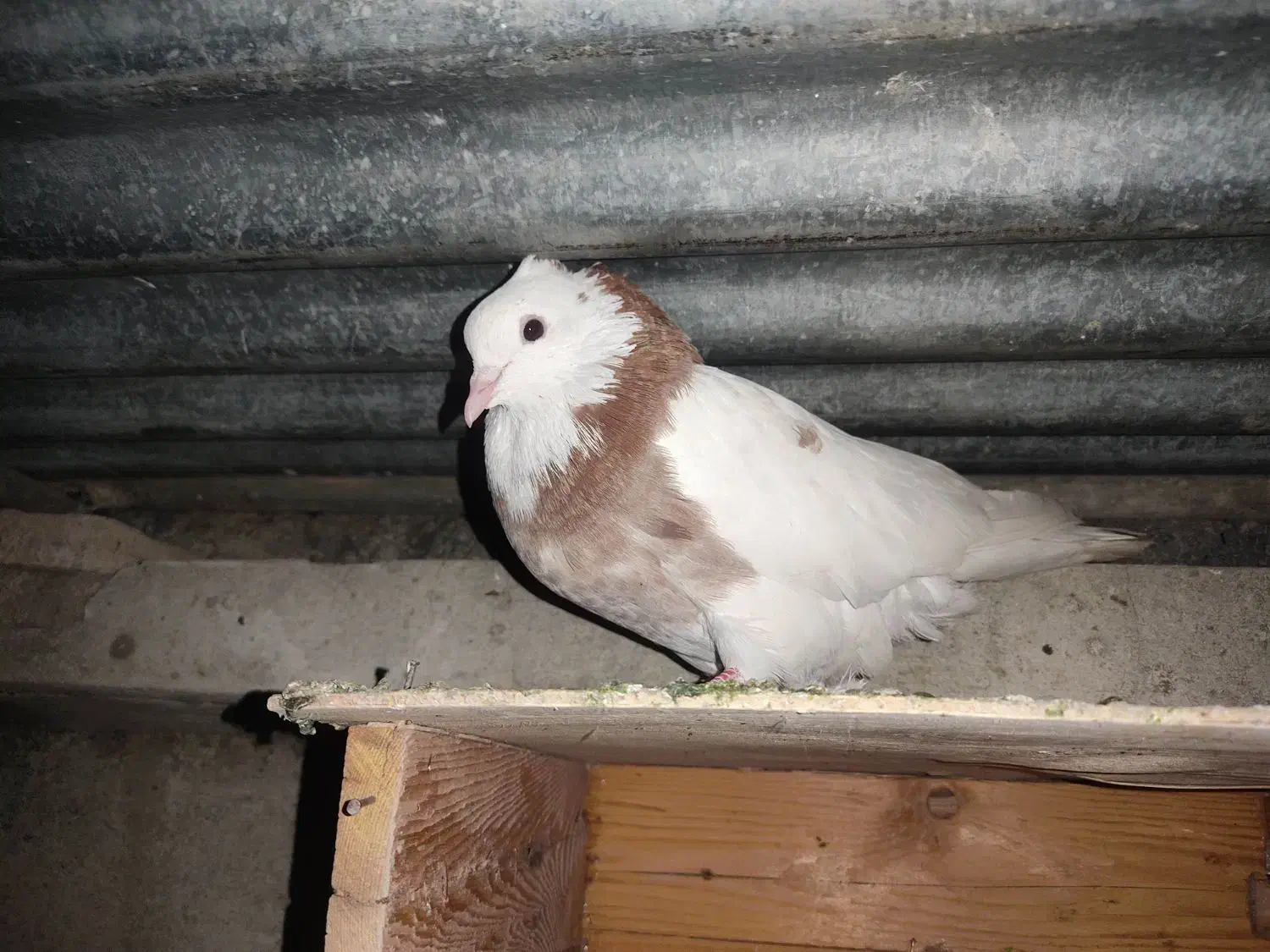 کبوتر|پرنده|اسلامآباد غرب, |دیوار