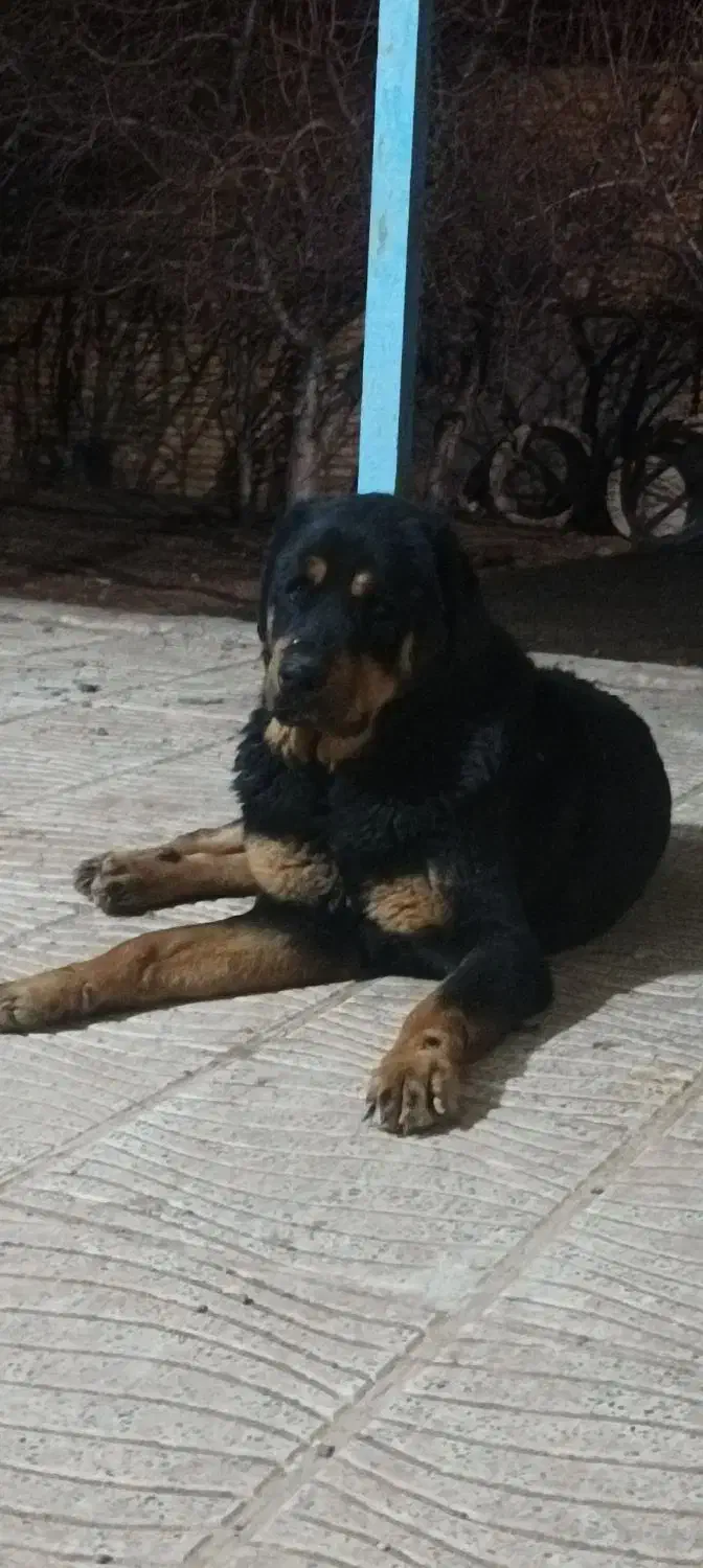 سگ عراقی|حیوانات|ایجرود, |دیوار