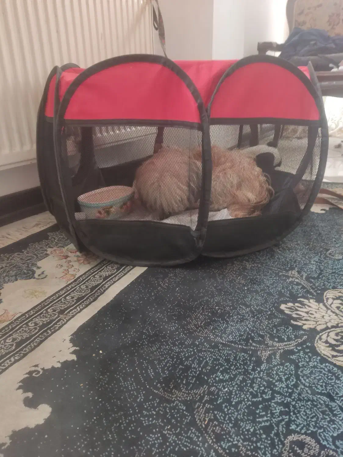 فروش سگ تریر|سگ|اصفهان, قائمیه|دیوار