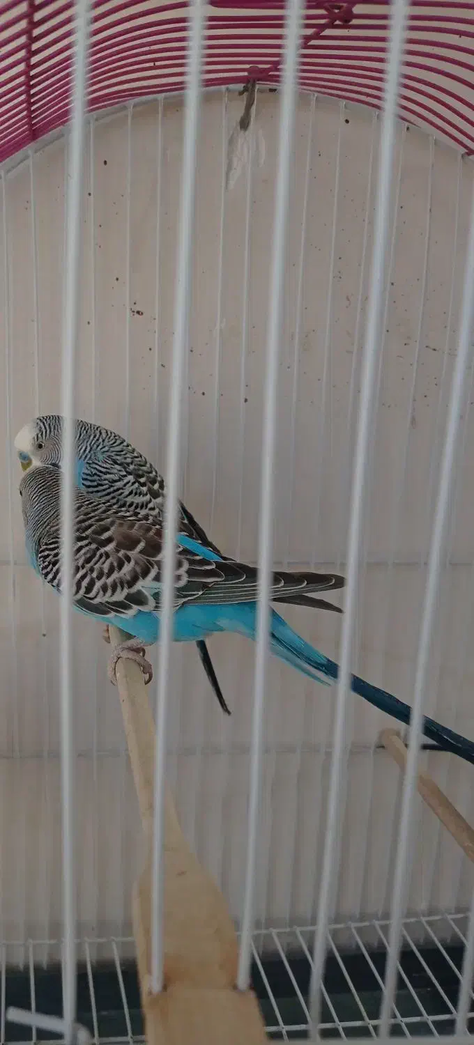 مرغ عشق|پرنده|شیراز, غدیر جنوبی|دیوار