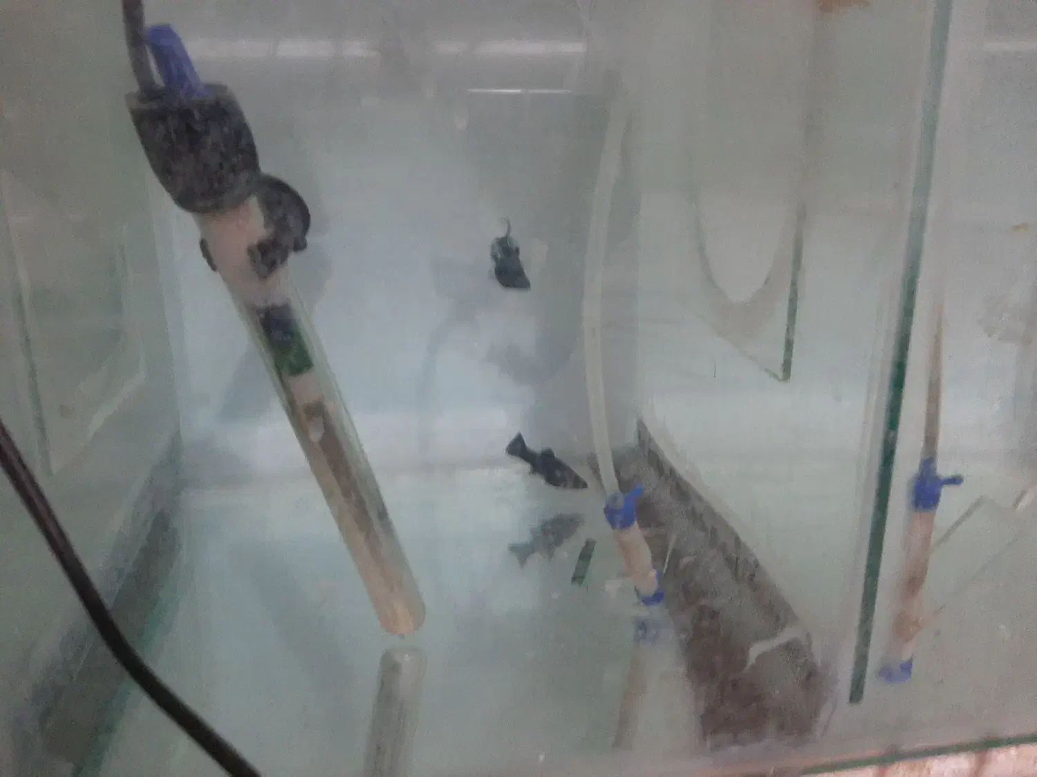 ماهی مولی|ماهی|زاهدان, |دیوار