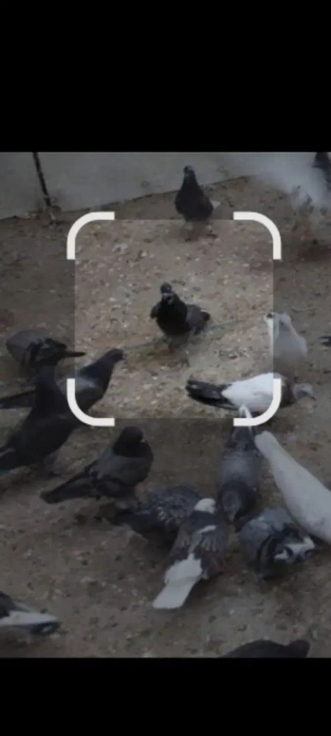 کبوتر|حیوانات|پارس‌آباد, |دیوار