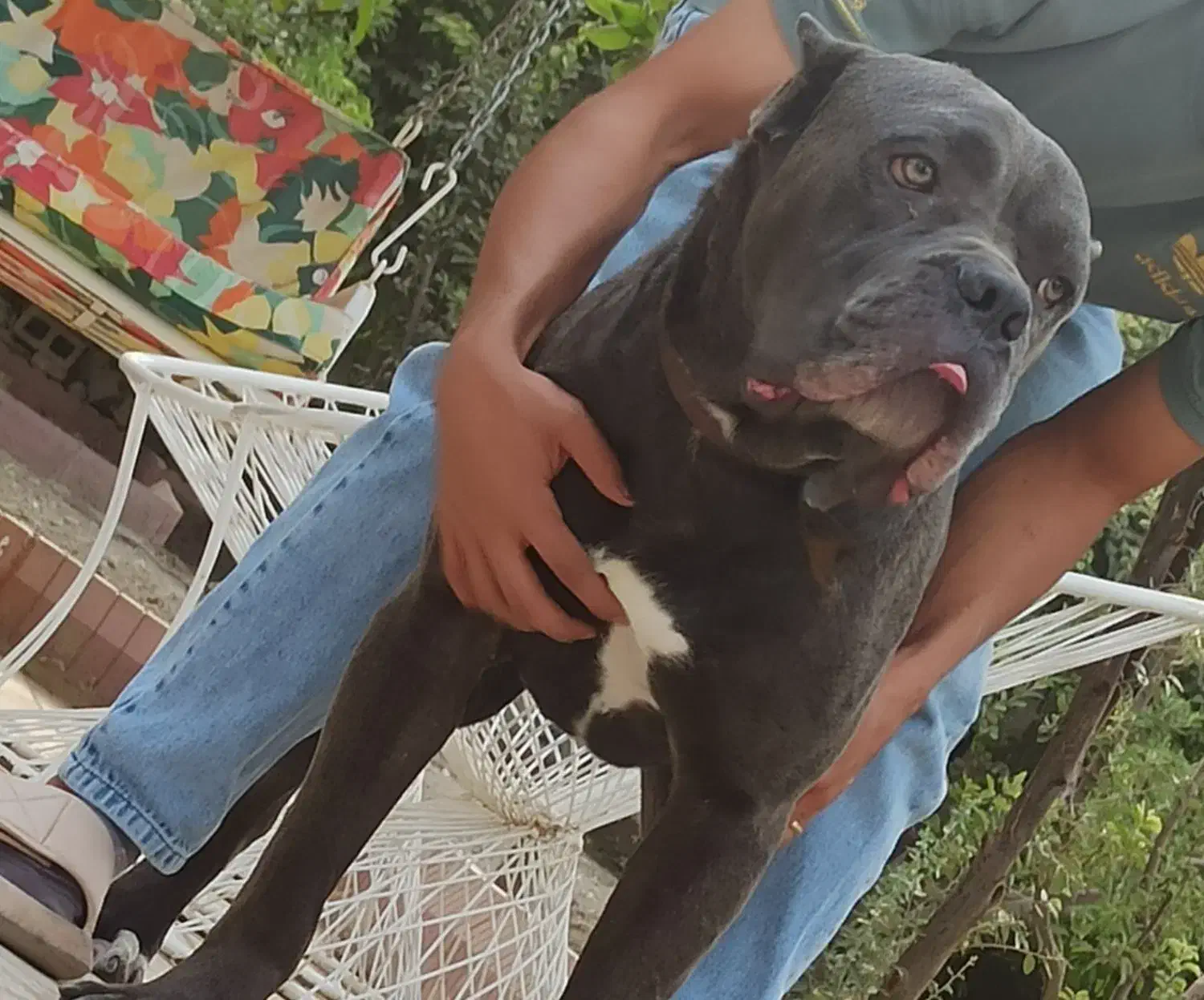 کنکورسو|سگ|هشتگرد, تهران دشت|دیوار