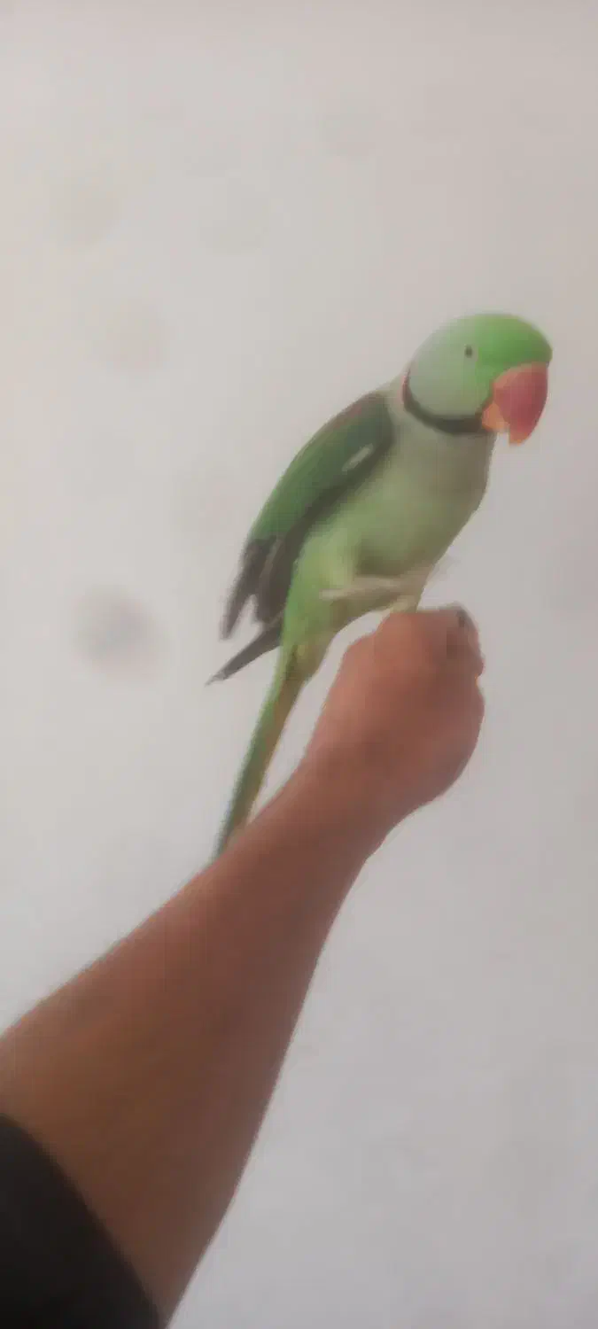 شاه طوطی|پرنده|گلبهار, شهر جدید گلبهار|دیوار