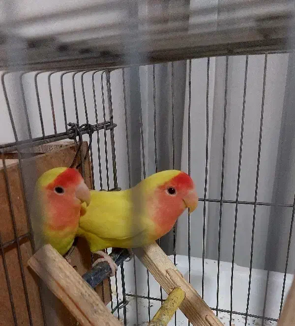 طوطی برزیلی صورت هلویی|پرنده|صحنه, |دیوار