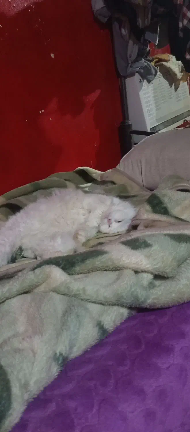 پرشین عروسکی|گربه|زاهدان, |دیوار