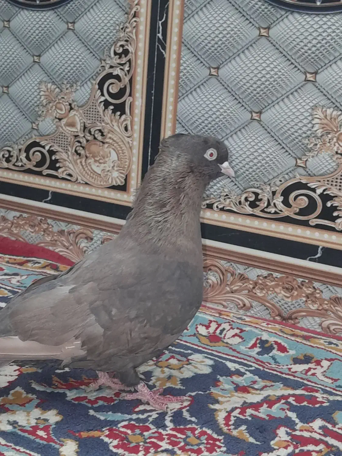 1500000|پرنده|شادگان, |دیوار