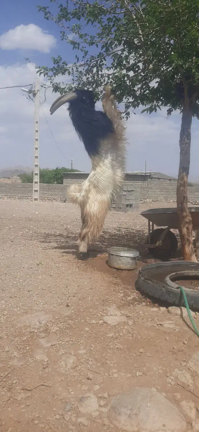 نری بختیاری|حیوانات مزرعه|بافت, |دیوار