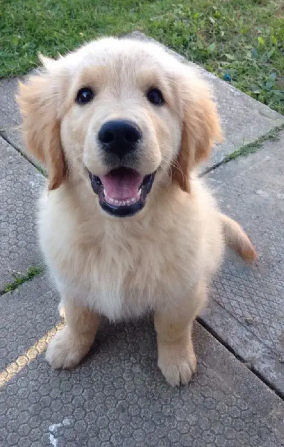 توله نژاد گلدن، اصالت اسکاتلندی باهوش|سگ|رشت, سعدی (تختی)|دیوار