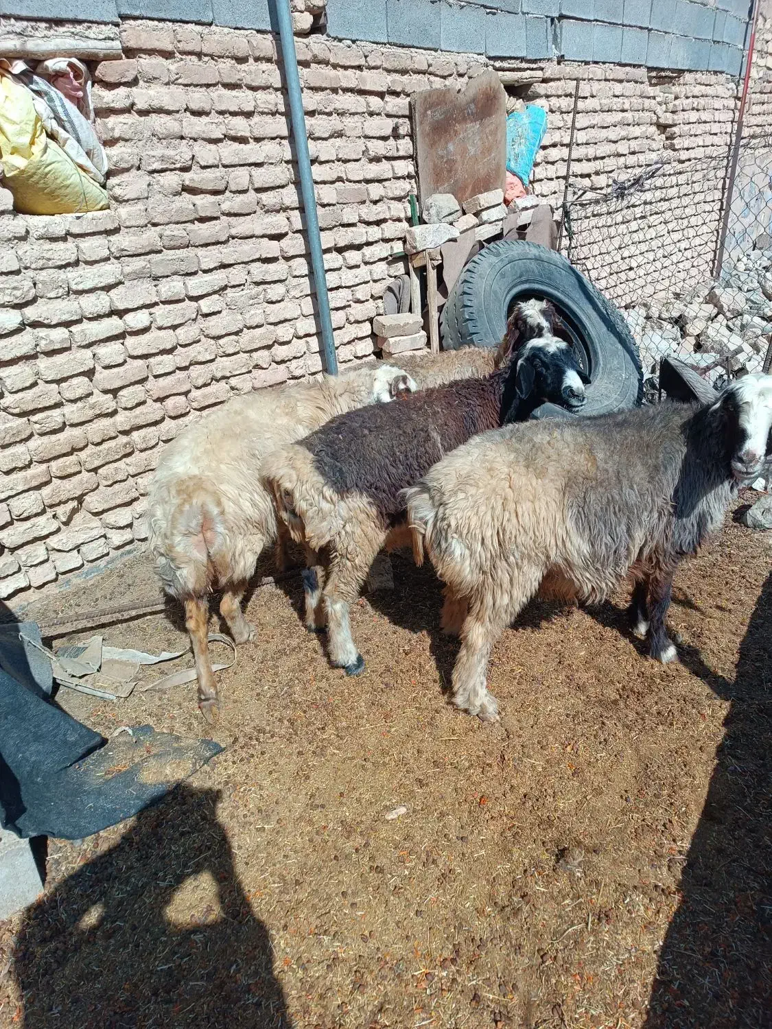 میش داشتی|حیوانات مزرعه|سیدان, |دیوار