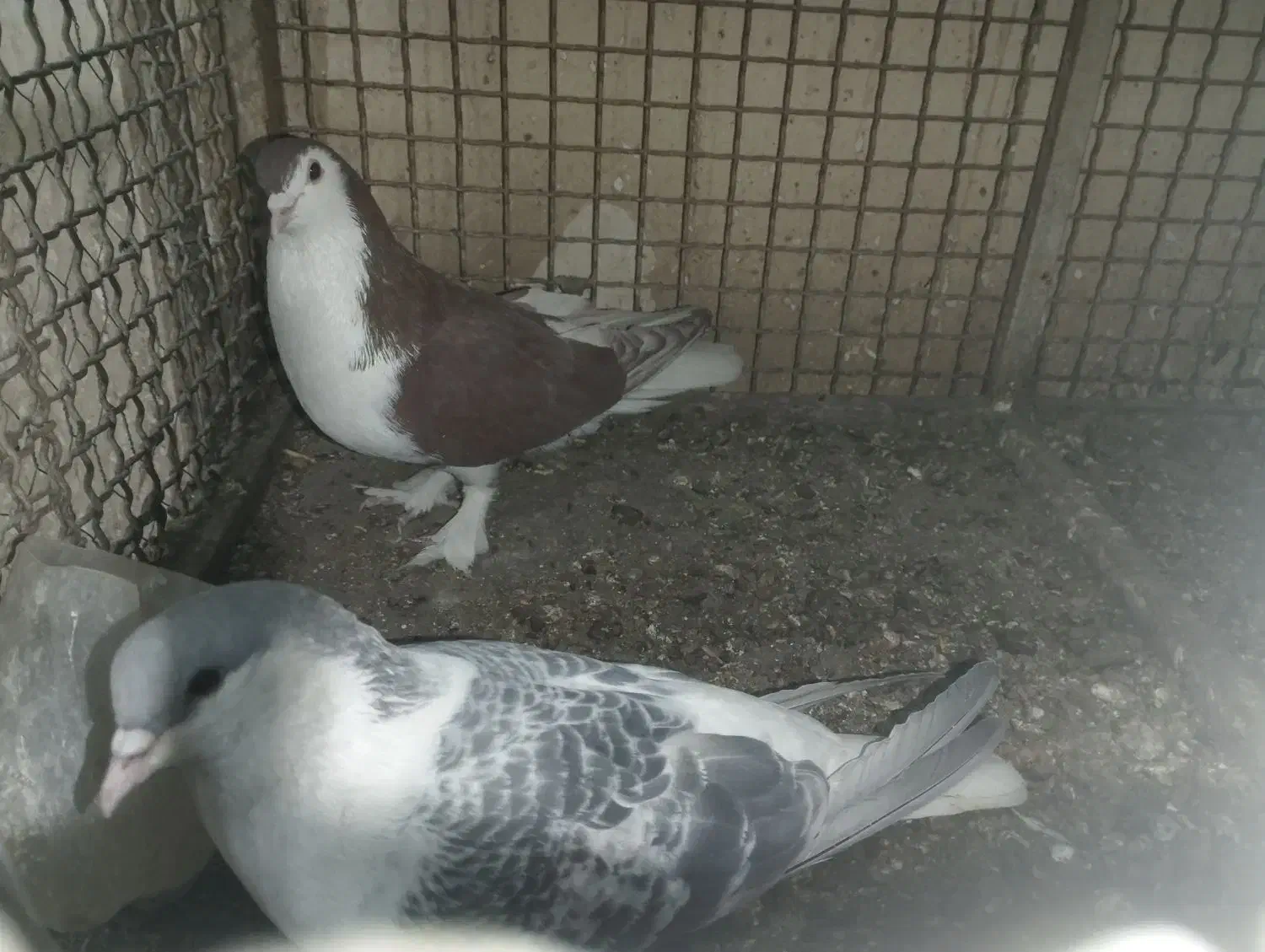 کبوتر|پرنده|فردوس (خراسان), |دیوار