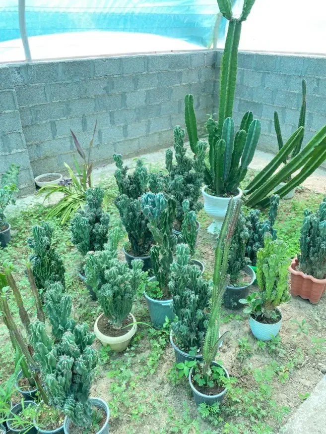 گل های بسیار جذاب صخره ای به طور کلی فروخته میشود|گل و گیاه طبیعی|خمام, |دیوار