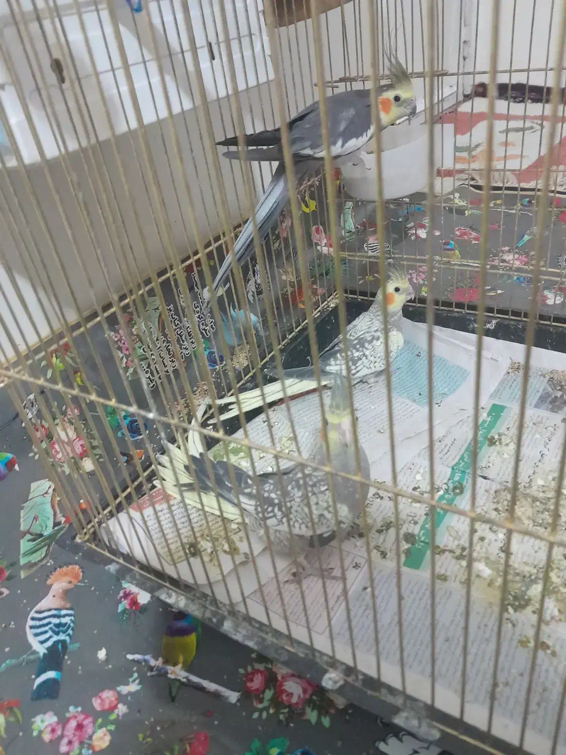 عروس هلندی|پرنده|کوهدشت, |دیوار