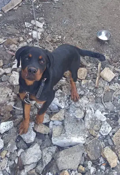 توله روتوایلر|سگ|نوشهر, |دیوار