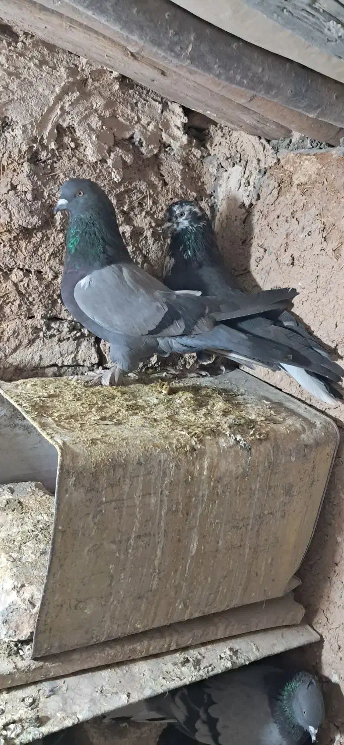 کفتر پر|پرنده|لاران, |دیوار