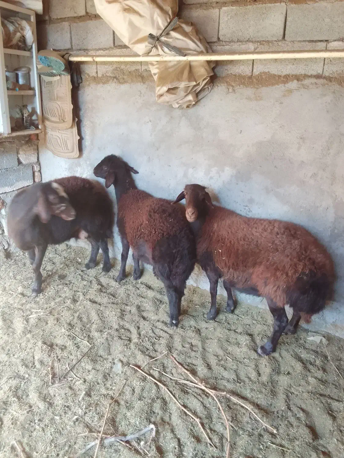 گوسفند|حیوانات مزرعه|بناب, |دیوار