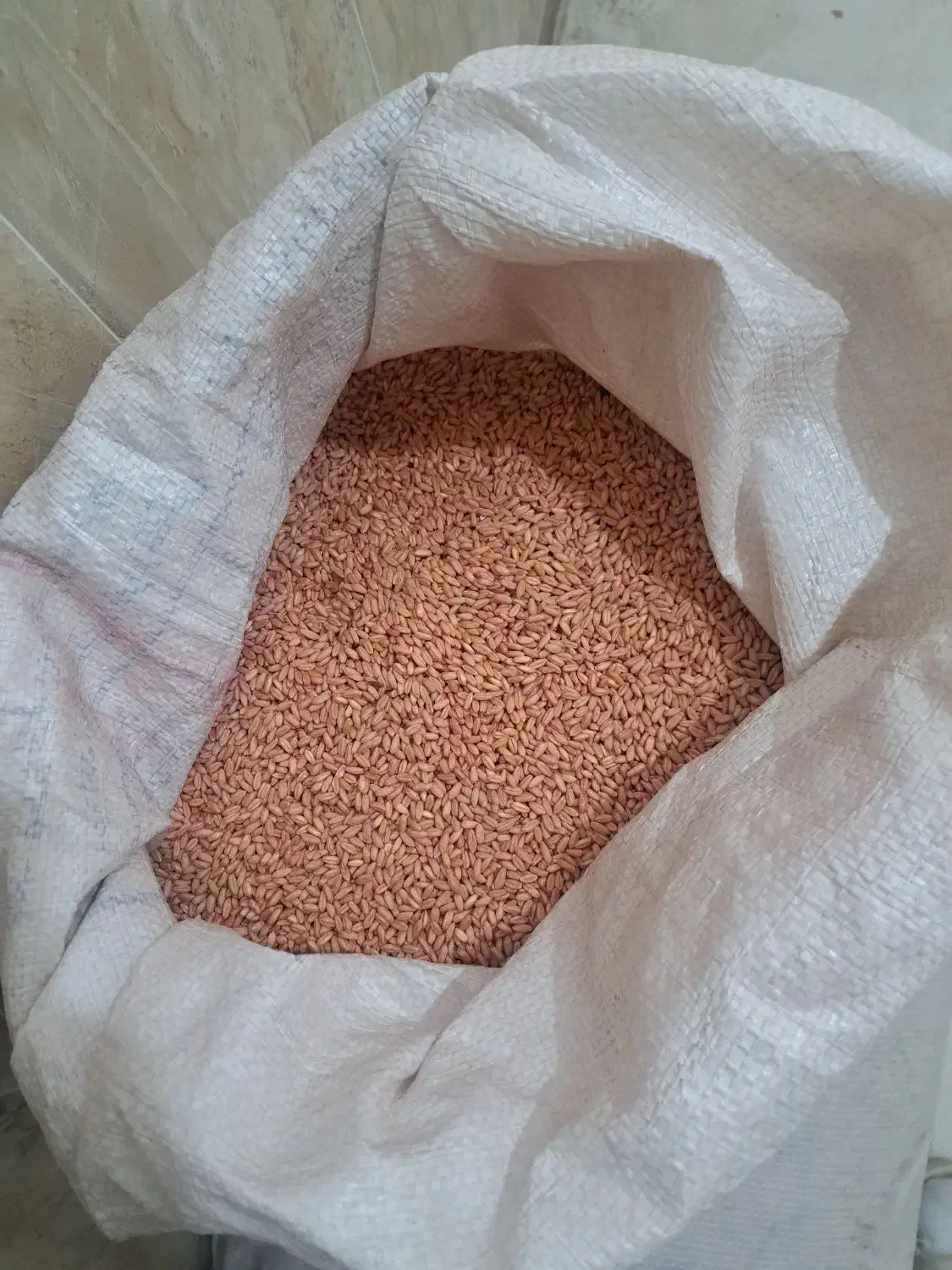 بذر گندم دیمی بوجاری شده|خدمات باغبانی و درختکاری|میاندوآب, |دیوار