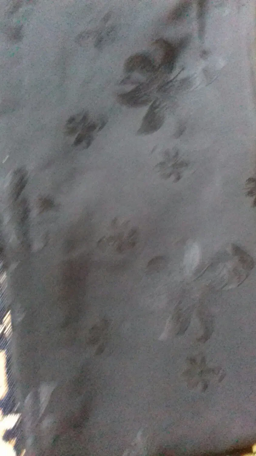 دوتاچادر در حد نو نو|لباس|بروجرد, |دیوار