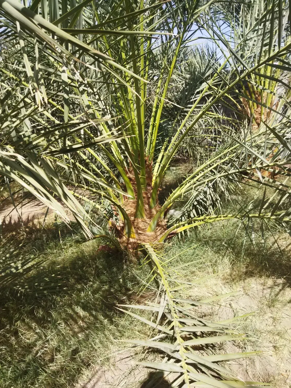 فروش دو عدد درخت مضافتی ۶ سال کاشت|گل و گیاه طبیعی|بم, |دیوار