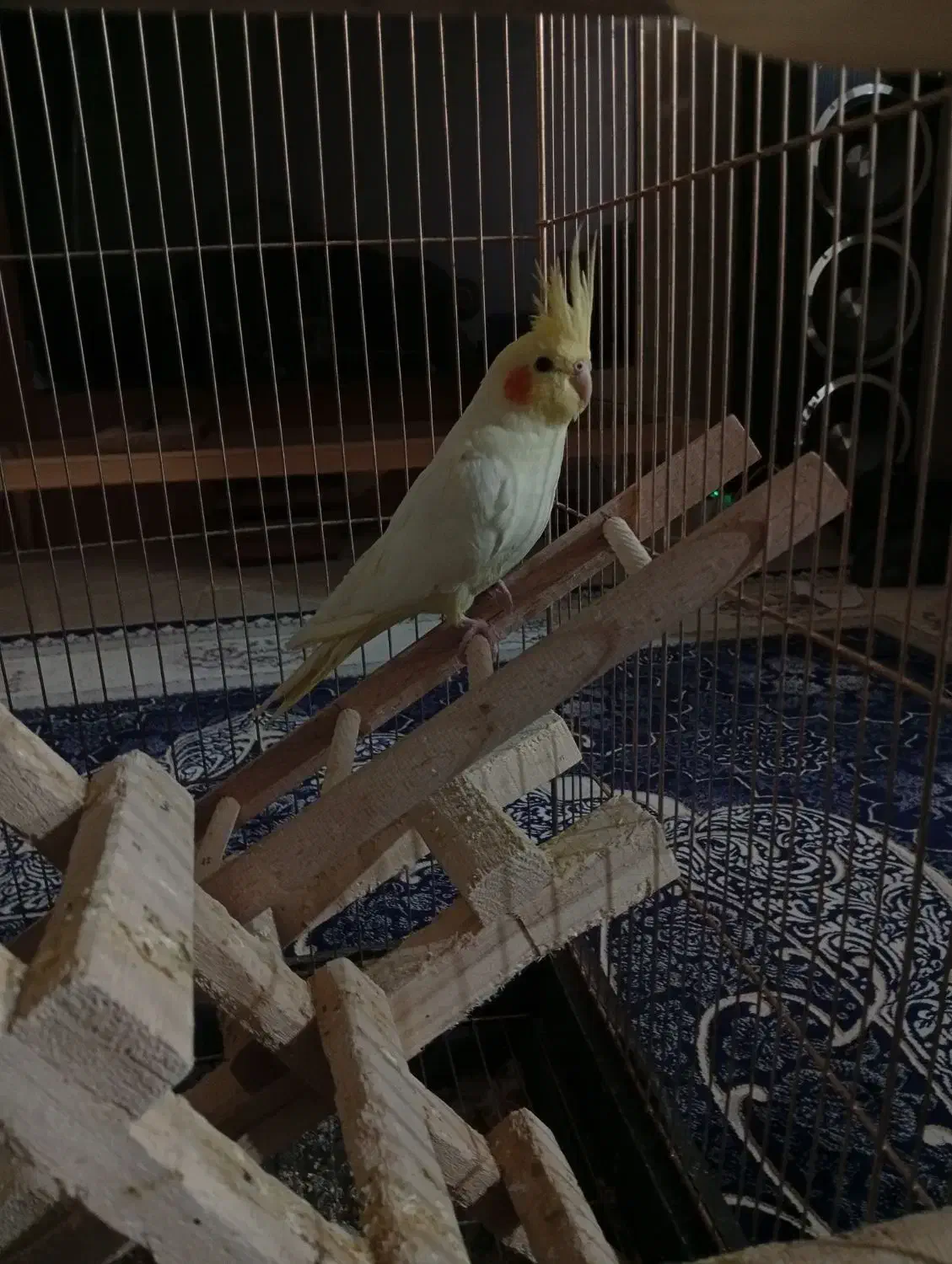 عروس هلندی|پرنده|بومهن, |دیوار