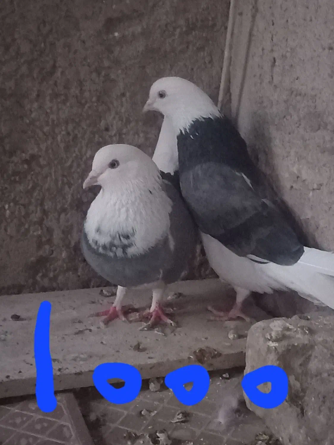 کفتر جفت|پرنده|یزد, |دیوار