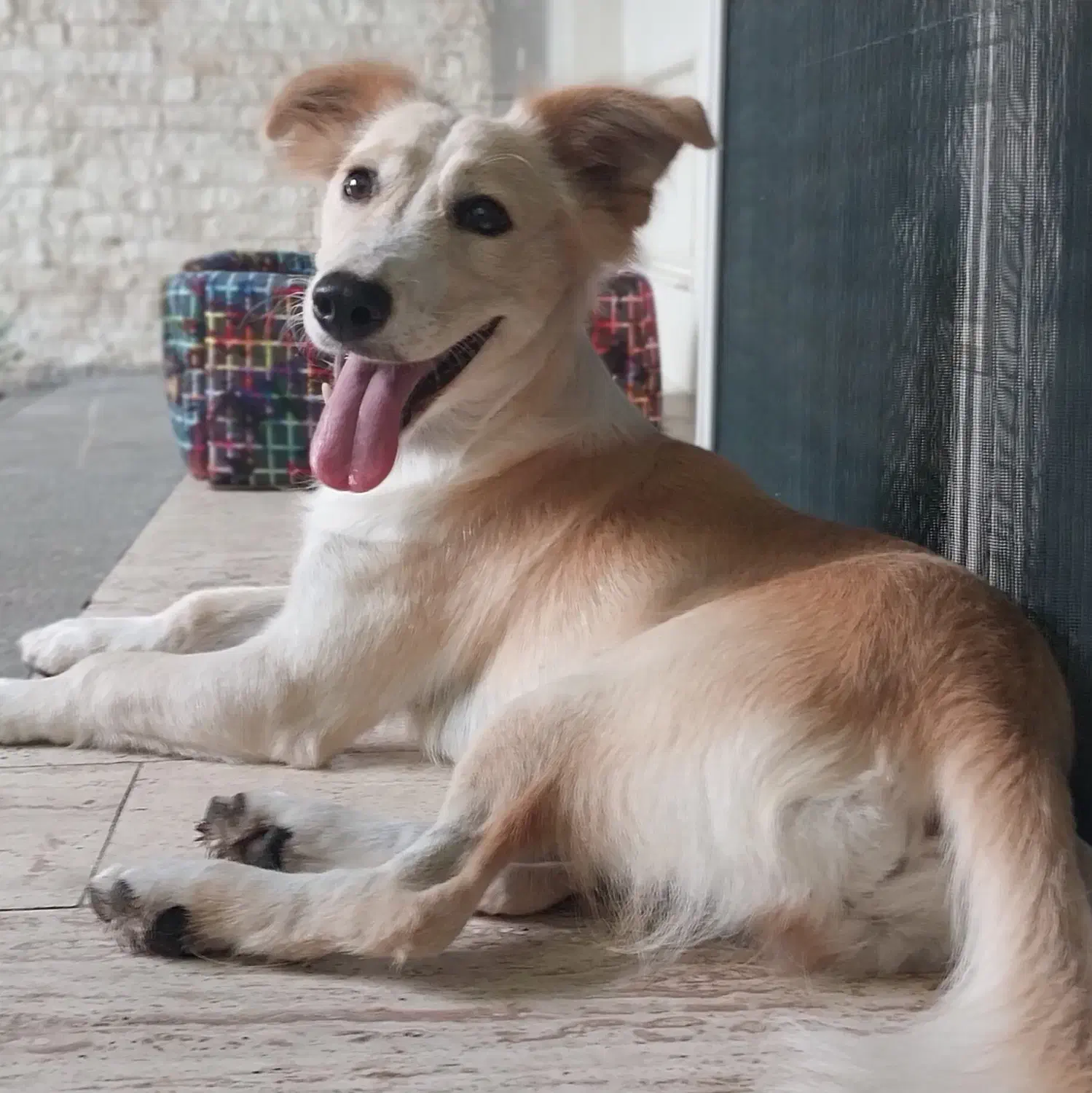 واگذاری رایگان سگ|سگ|ساری, |دیوار