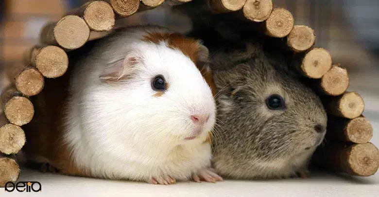 خوکچه هندی|موش و خرگوش|تبریز, |دیوار