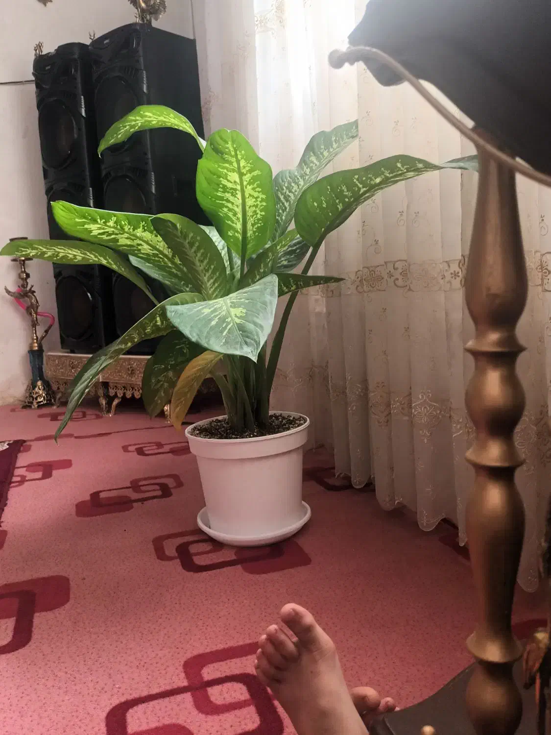 گل دیفن|گل و گیاه طبیعی|قم, ولیعصر|دیوار