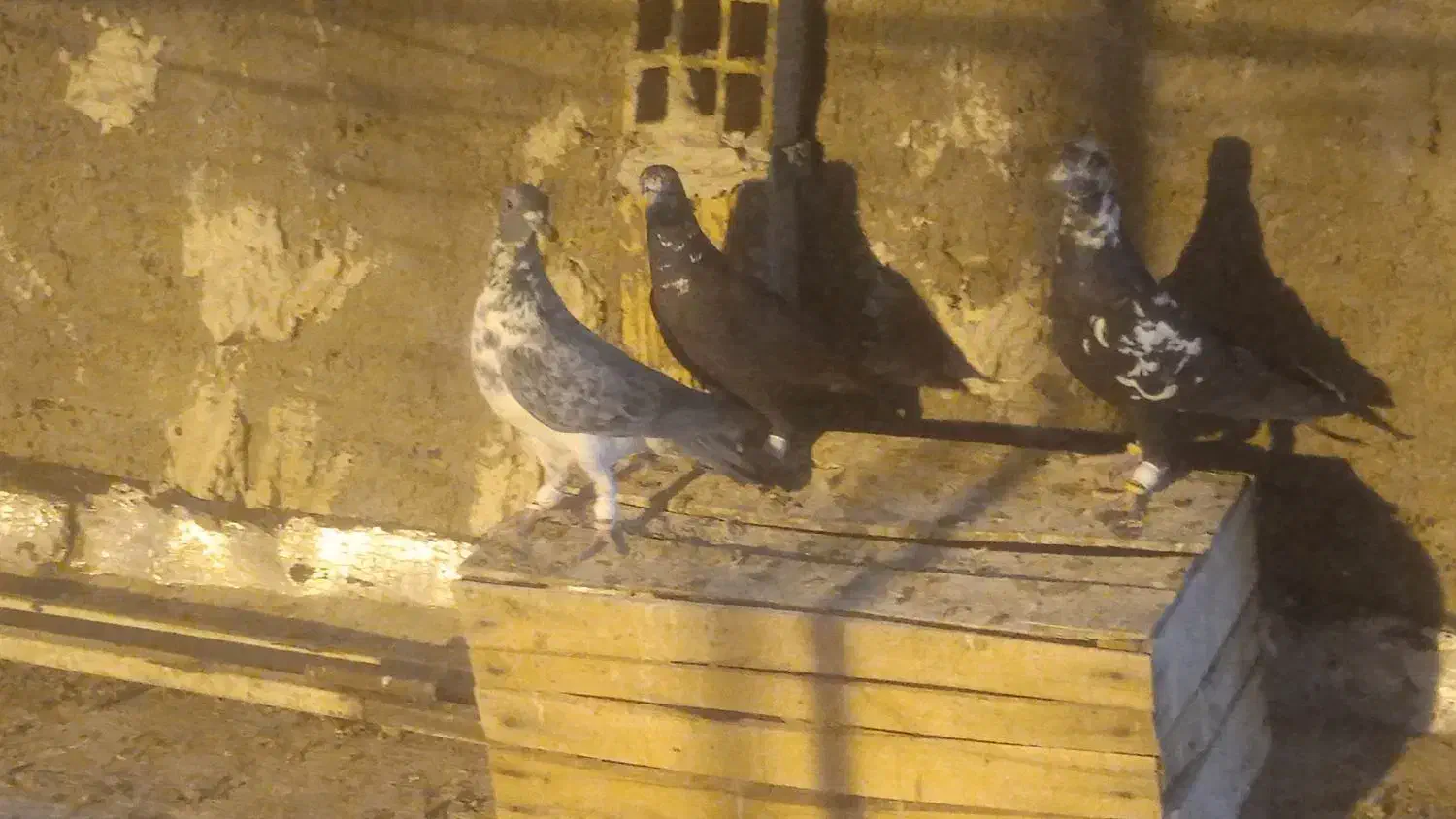 کبوتر|پرنده|شیراز, سعدیه جنوبی|دیوار