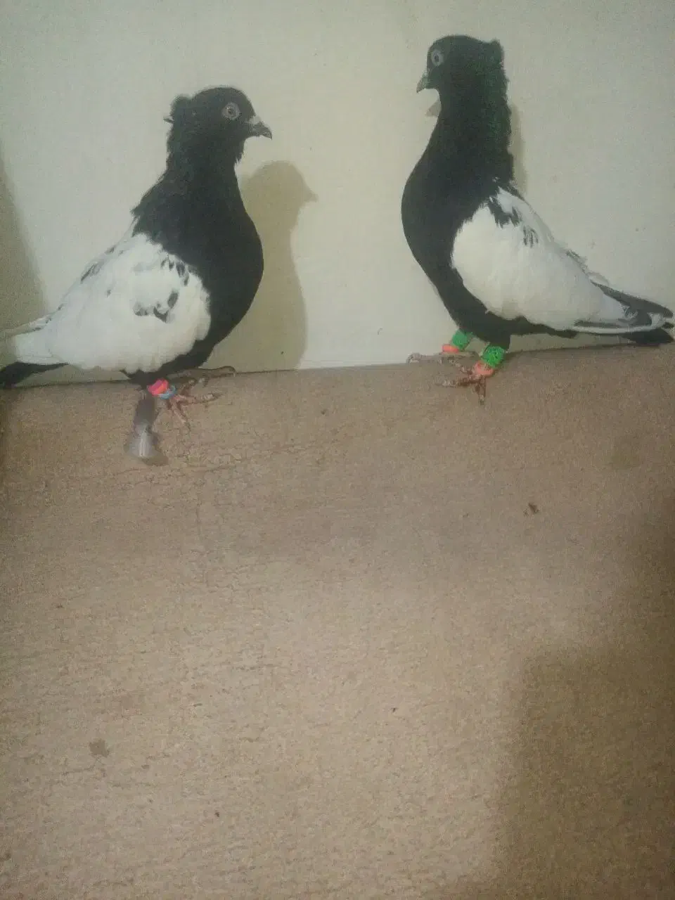 نروماده سینه سیاه کاکلی|پرنده|تربت‌حیدریه, حاجی یار‎|دیوار