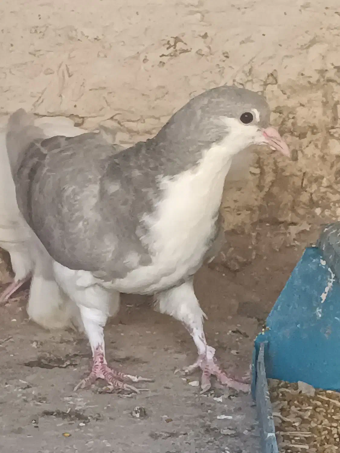 ساده ابری|پرنده|تربت‌حیدریه, پائین ولایت|دیوار