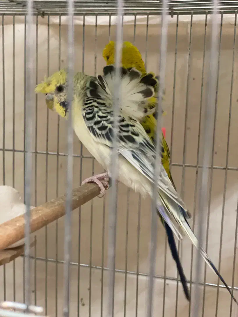 مرغ عشق|پرنده|یزد, |دیوار