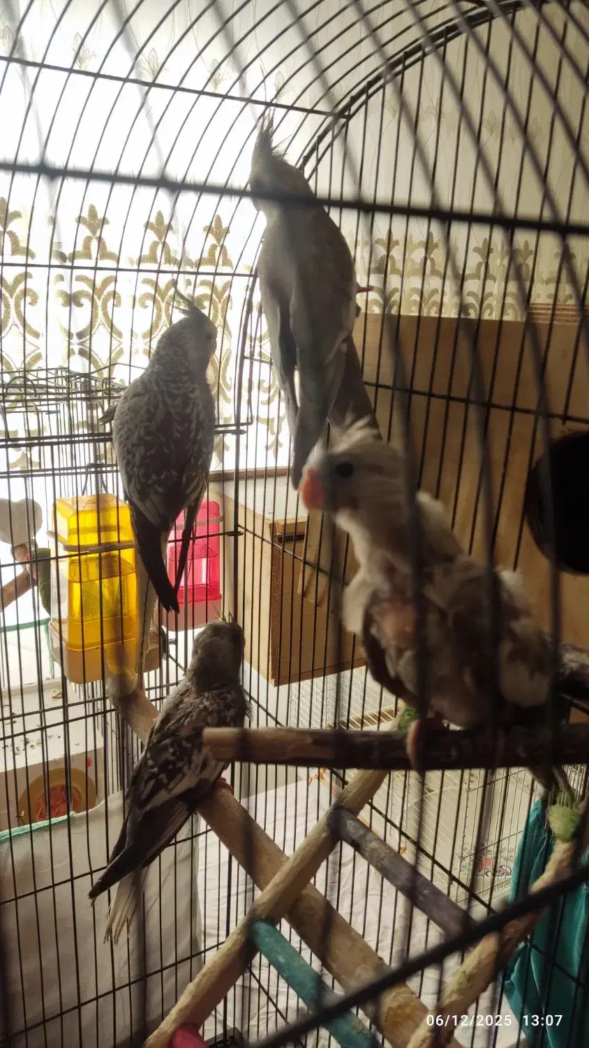 فروش طوطی نژاد ایزابلا و وایت فیس بهمراه دوتا جوجه|پرنده|لنگرود, |دیوار