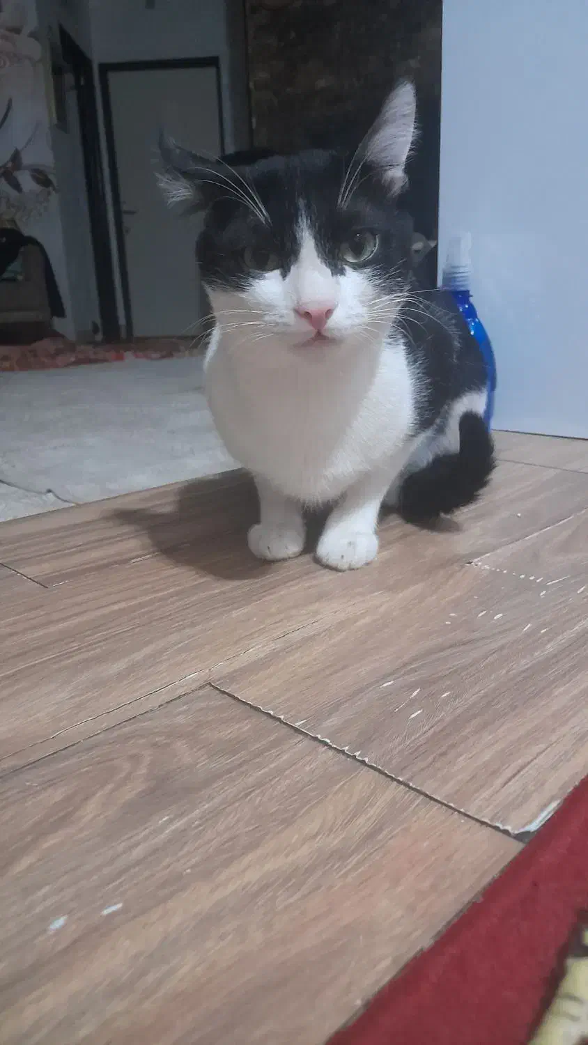 واگذاری گربه نر|گربه|میاندوآب, |دیوار